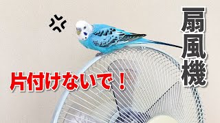 扇風機を片付けようとしたらプンプンに怒ったインコ