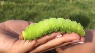 Large green Caterpillar