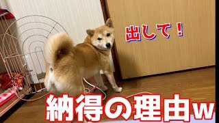 柴犬ハナが部屋から出して！その理由に笑ってしまった！ -- Shiba wants to go out.--