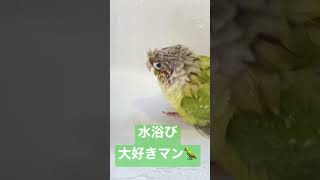 水浴び楽しそうでした🦜☔️✨