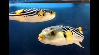 シマフグ　Yellowfin pufferfish, Striped puffer　Takifugu xanthopterus