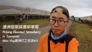 澳洲塔斯採高架草莓Picking Elevated Strawberry in Tasmania｜Ethan Vlog澳洲打工生活#52｜