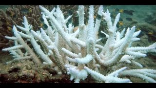 Healthy Oceans: Coral Reefs and Climate Change | California Academy of Sciences