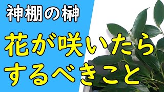 【神棚】榊の花が咲いた時に意識するべきこと