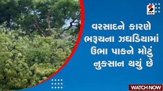 Bharuch News | વરસાદને કારણે ભરૂચના ઝઘડિયામાં ઉભા પાકને મોટું નુકસાન થયું છે | Gujarat