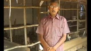 நாட்டு கோழி   3 - Chicken Farming - Country Chicken Rearing in Tamil 🐔🐓🐥🐤🐣🐓🍗🍖🥚