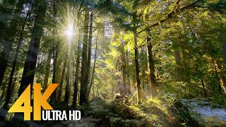 Forest Dreams - 4K Virtual Tour in Mossy Forest with Sunbeams bursting through the Trees - Part #3