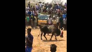 Jallikattu 💥 #trending #jallikattu #மஞ்சுவிரட்டு #மதுரை #jallikattu_2023 #manjuvirattu #devil