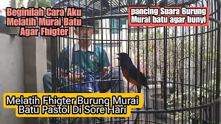 Beginilah Keseharianku Melatih Fhigter Murai Batu Pastol