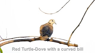 Red Turtle-Dove with a curved bill (In 4K)