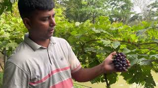 নিজের গাছের আঙ্গুর 🍇