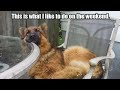 Why German Shepherds Are the FUNNIEST DOGS in the World |Funny Pet's Life