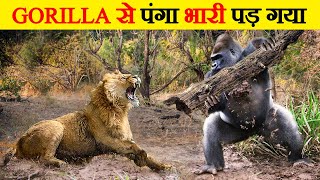 Gorilla और शेर में सबसे ताकतवर कौन है? | Gorilla Vs Lion - Who Will Win The Fight?