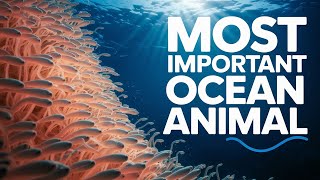 Krill: The Tiny Creatures That Keep Our Oceans Alive