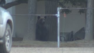 【HTBニュース】帯広にクマ出没　小学校で駆除