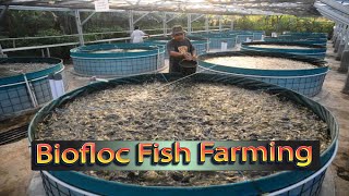 Biofloc Fish Farming System - Aeration System In Biofloc Fish Farming