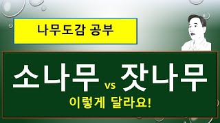 소나무 vs 잣나무 : 무엇이 서로 다를까?