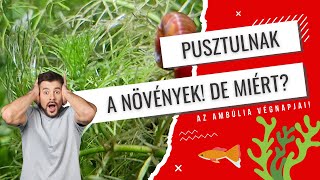 Első komoly probléma az akváriumban: Tesztelés és megoldások Viktorral! #akvárium #akvarium