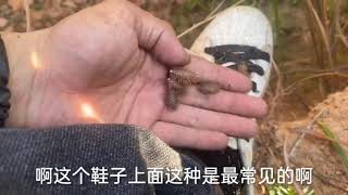 不借助望远镜，小伙3个山头追出的一窝野蜂，其中坎坷玩蜂人才懂