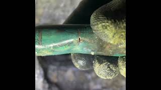 🔥 Hot Water Slab Leak Repair with Minimal Excavation | RIDGID ProPress + Viega Fittings