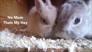 Stunning Cute Fawn Netherland Dwarf Rabbits Baby To Adult