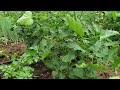 grow more food in your garden interplanting strategies