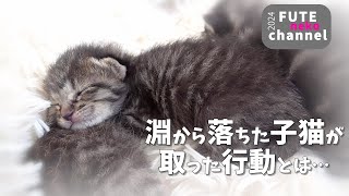 クッションの淵から落ちた仔猫が取った行動とは…【保護子猫】