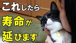 飼い方で寿命が３年のびる？猫の寿命をのばす方法８選【保護猫】