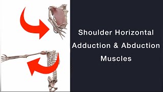 Shoulder Horizontal Adduction and Abduction Muscles | Quick Review Before Musculoskeletal Exam