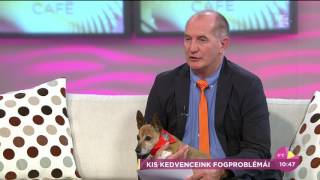 Fogszabályzás kutyáknak? - tv2.hu/fem3cafe