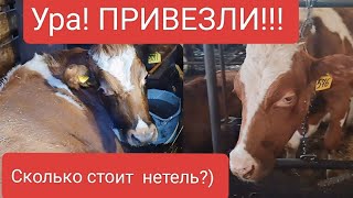 Сколько стоят племенные Айширские нетели?) 💰Наши новые жители🐮