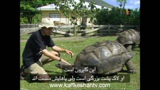 SAVING - GIANT - نجات حیوانات در خطر - لاک پشت غول پیکر