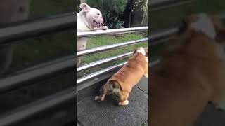 Bulldog mating