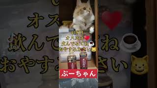 【ぷーちゃんのオススメコーヒー】 #catlover #cats #instagram #tiktok #ねこ #cat #ねこ動画 #夏休み #asia #catholic #バズる#流行る