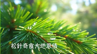 周兆祥：松針奇食大地恩情|松針粉|綠野林