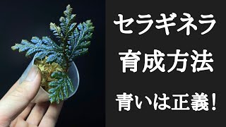 セラギネラの育成方法 青いは正義！！（熱帯植物 ジメジメ系 Selaginella）