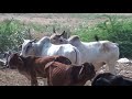 nagaur breed bull on sale in pushkar mela