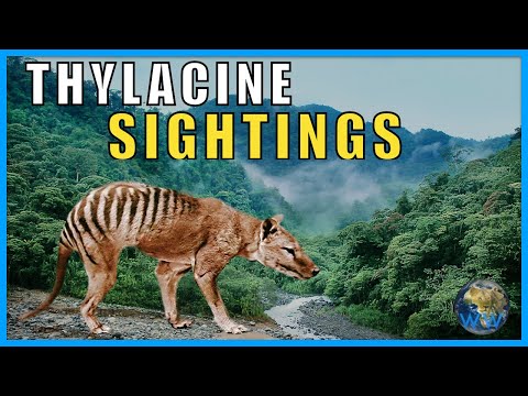 Are Thylacines dangerous?