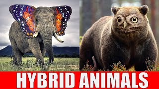 Animals That Don't Exist - Hybrid Animals