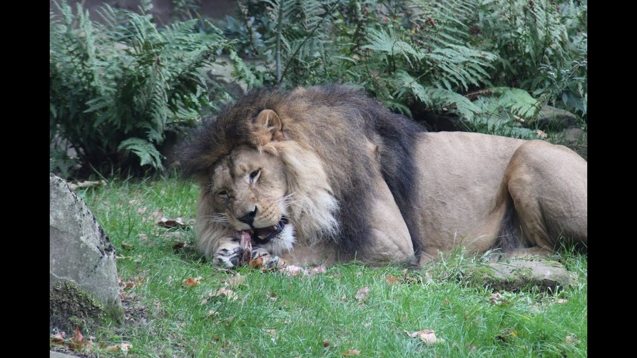 Zoo Antwerpen, Leeuwenverblijf (Nestor, 2020) - YouTube