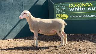 Lot 58 Ram 801