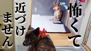 先輩犬が食事中は怖くて固まってしまう後輩犬【甲斐犬・柴犬】