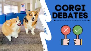 Talking Corgis ARGUE over Everything