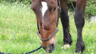 Famous horse found safe and well after being missing for ten days.