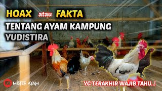 WAJIB TAU !!! HOAX ATAU FAKTA TENTANG AYAM KAMPUNG YUDISTIRA