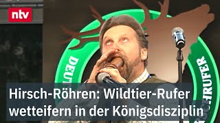 Hirsch-Röhren: Deutschlands Wildtier-Rufer wetteifern in der Königsdisziplin der Jäger