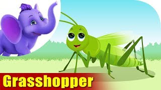 Grasshopper | A Bug Song | 4K | Appu Series