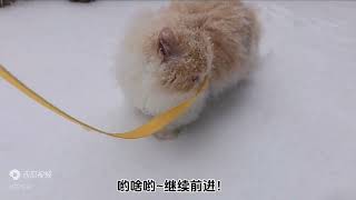 当北方小猫咪第一次出来玩雪，踩到雪时整个猫都懵了！