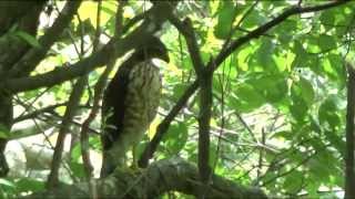 鳳頭蒼鷹 (4) 離巢前旳大餐(Feeding chicken )2015.7.4