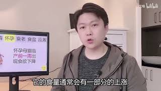 猫咪食欲不振？不一定是病了